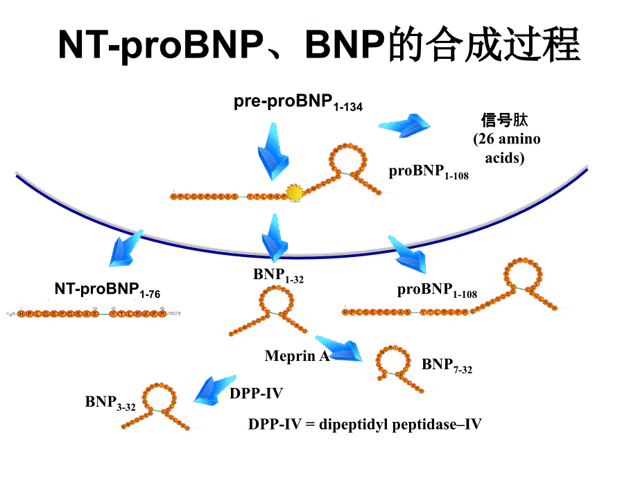 N末端B型钠尿肽前体的临床应用_第3页