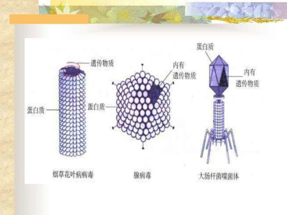 抗病毒药物在儿科的合理应用_第3页