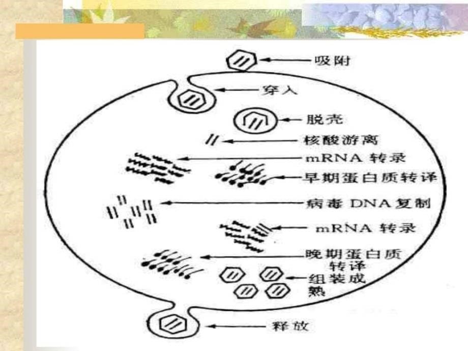 抗病毒药物在儿科的合理应用_第5页