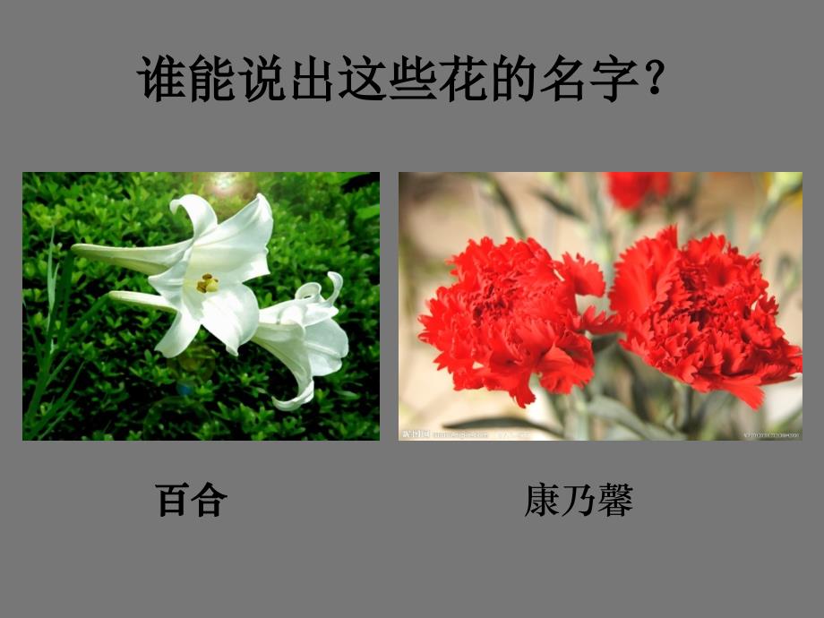 生活与艺术中的花_第2页