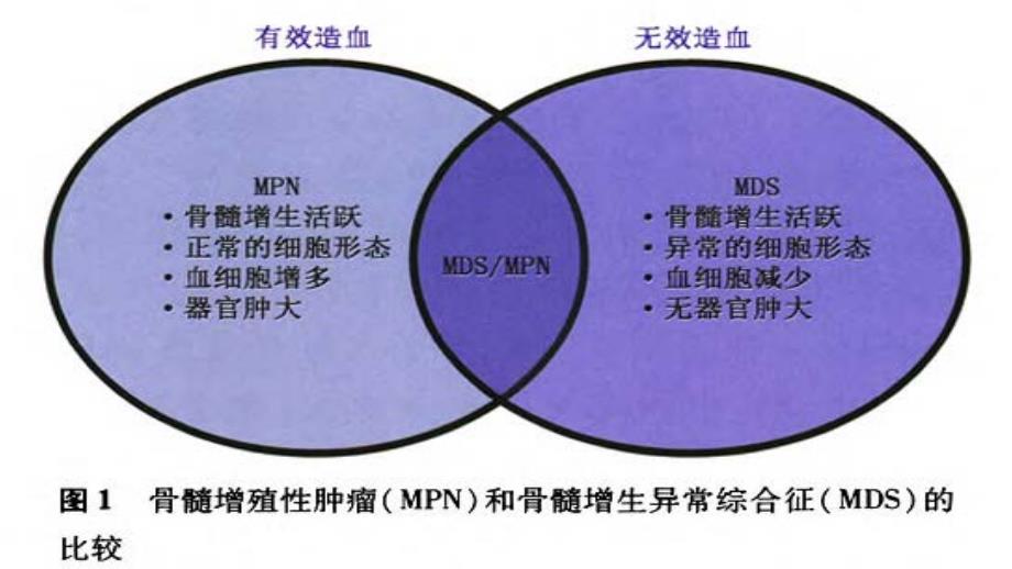 MPN研究进展_第3页