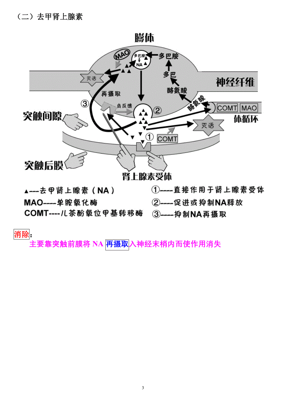 药理学 第五章传出神经系统药药理概论_第3页