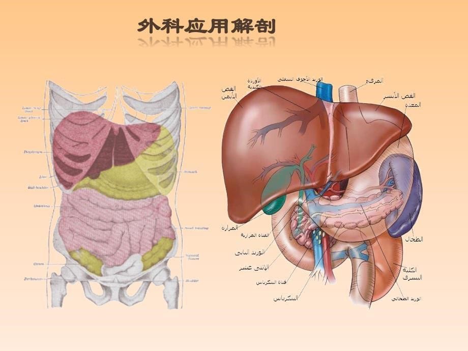 胰腺外科常用手术术式_第5页