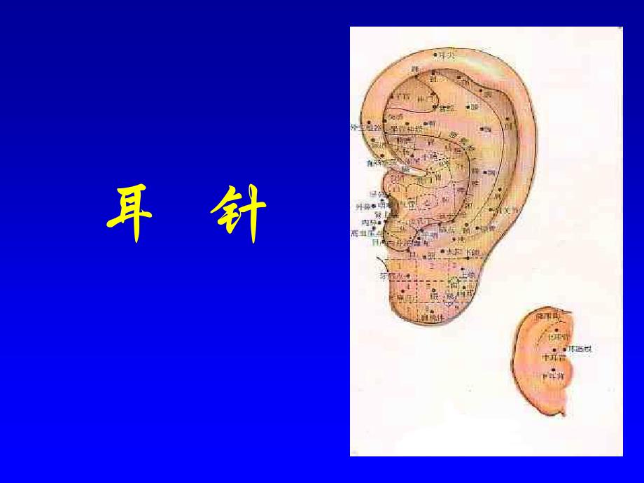 针灸学课件 3.耳 针_第1页