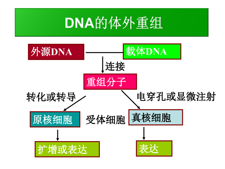 重组子的筛选与鉴定_第2页