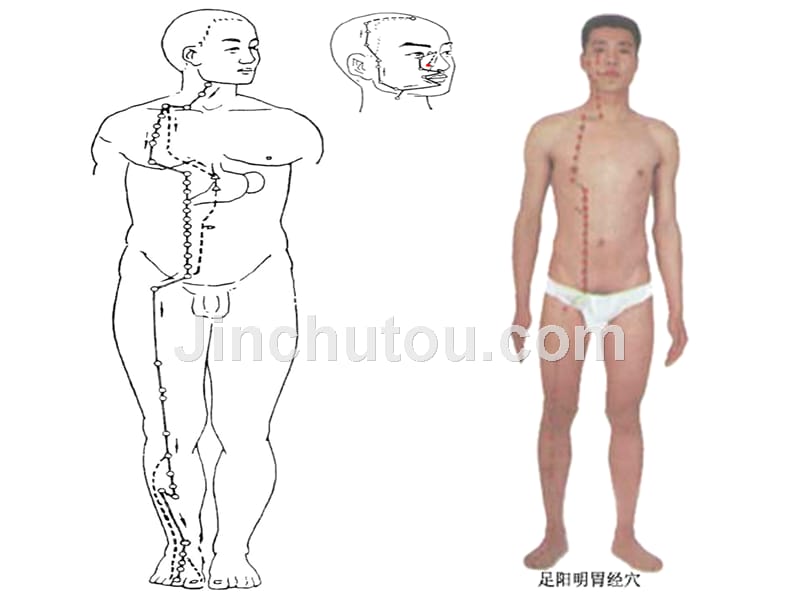 针灸学课件足三阳经 19.足阳明胃经_第2页