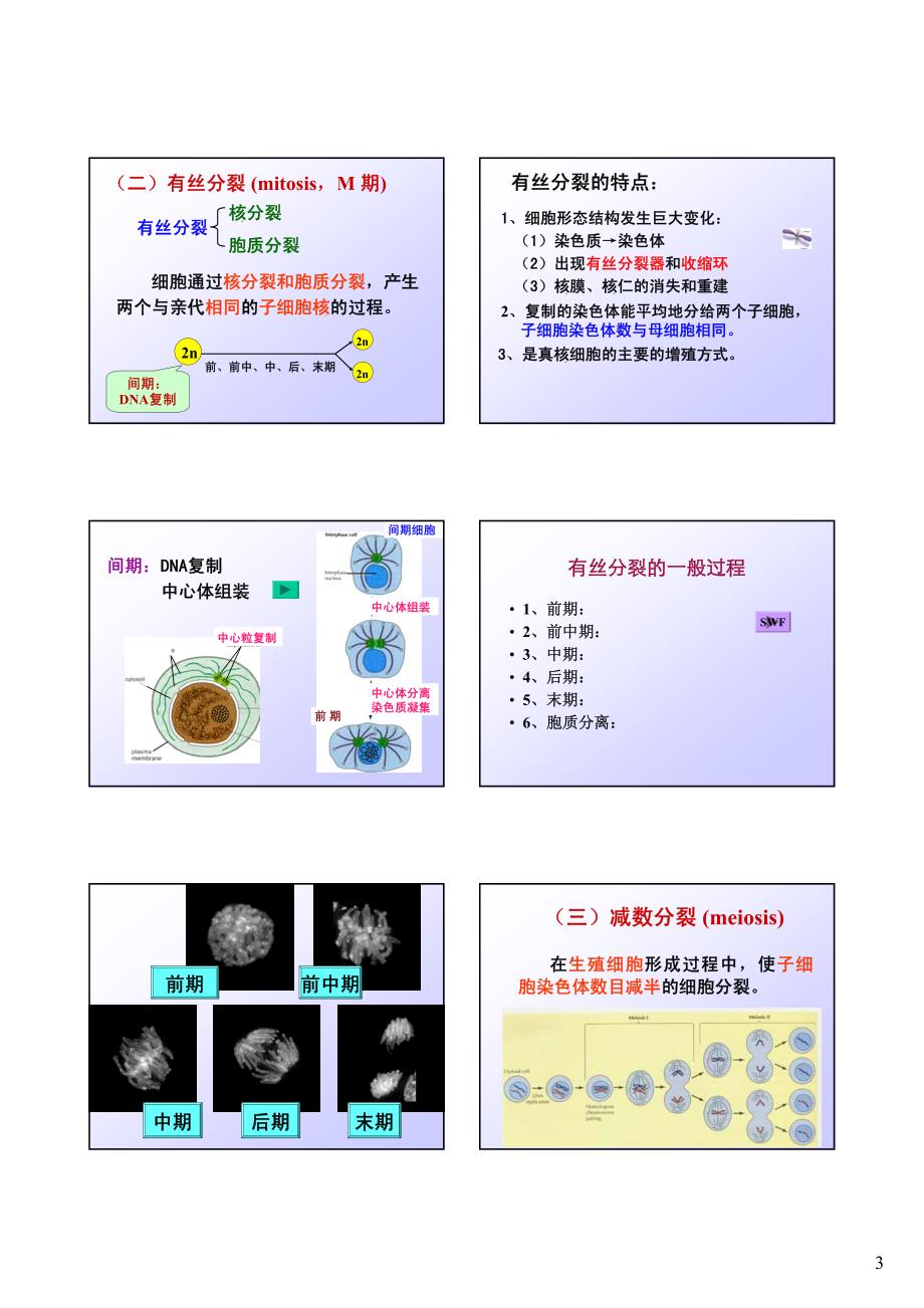 细胞生长与增殖_第3页