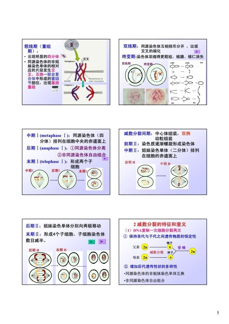 细胞生长与增殖_第5页