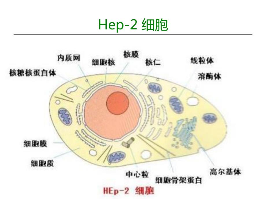 自身抗体荧光片模板片阅读_第3页