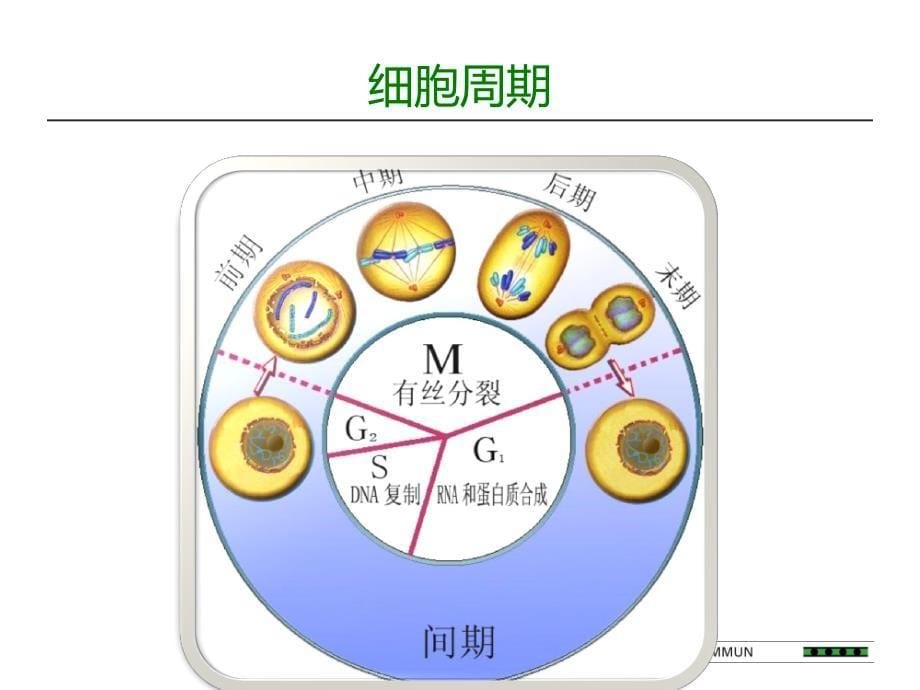 自身抗体荧光片模板片阅读_第5页