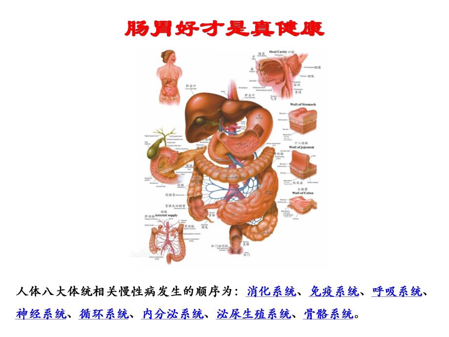 益生菌在恢复肠道生态平衡和慢病调理中的作用 -定稿_第2页