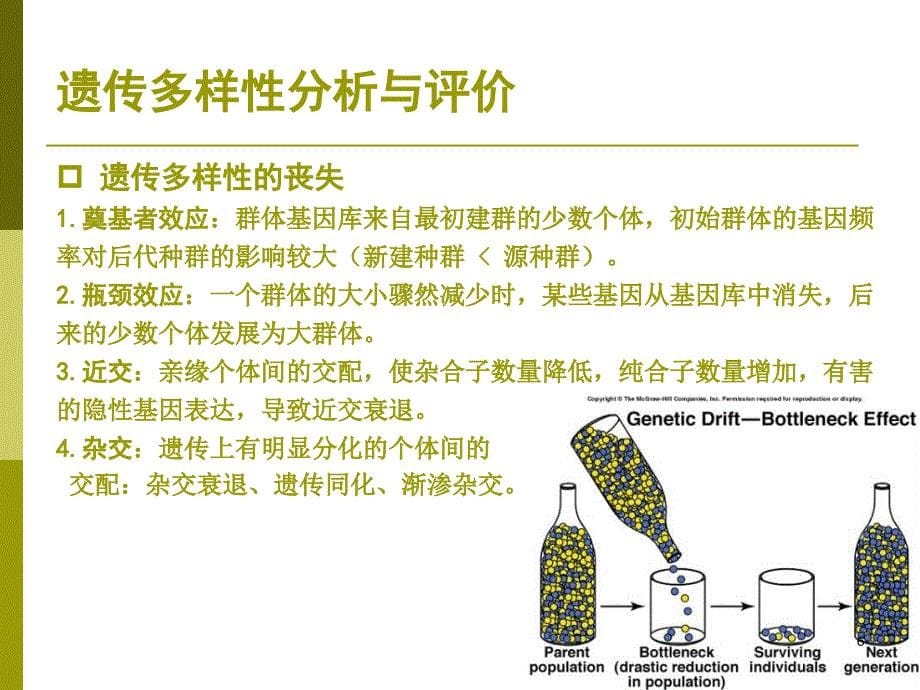 保护生物学 - 05遗传多样性及保护_第5页