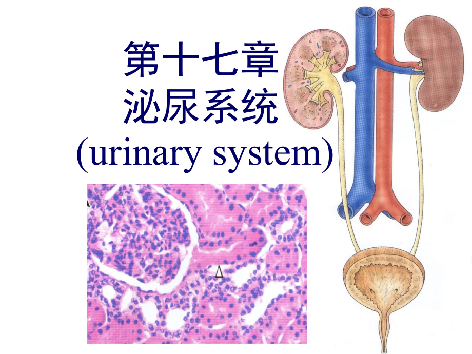 泌尿系统(2013本科)_第1页