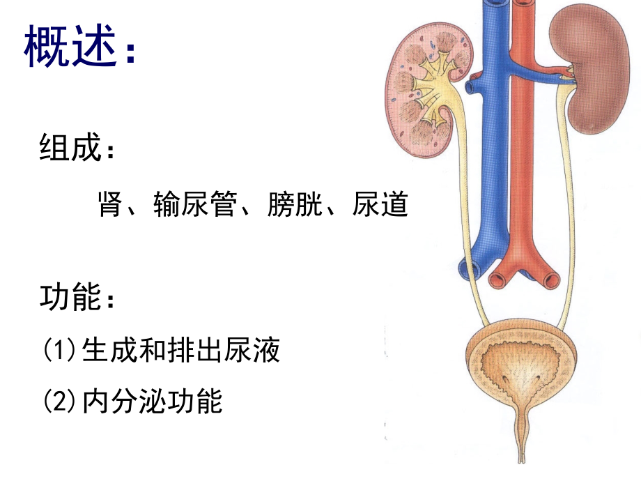 泌尿系统(2013本科)_第3页