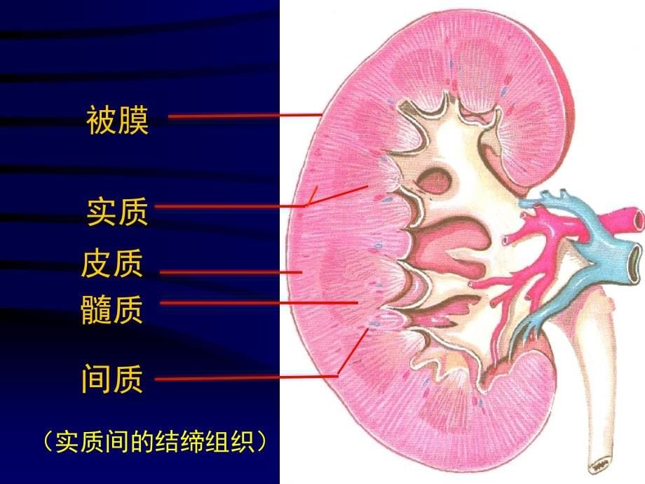 泌尿系统(2013本科)_第5页