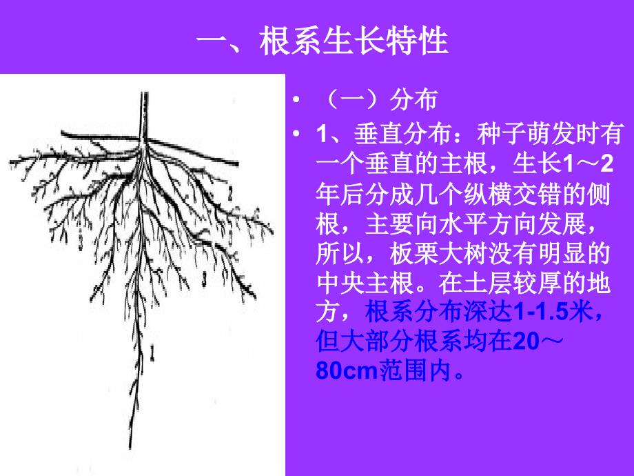 板栗生物学特性_第2页