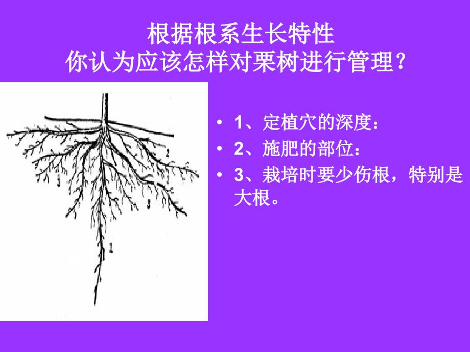 板栗生物学特性_第4页