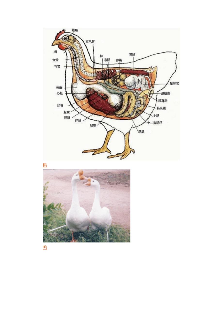 养禽学 第二章 家禽的生物学特点_第2页