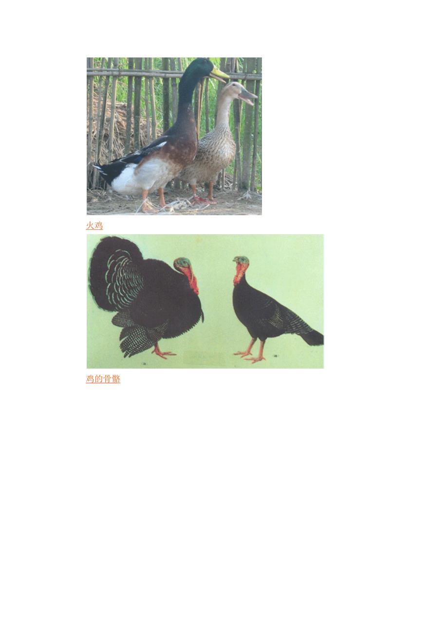 养禽学 第二章 家禽的生物学特点_第3页