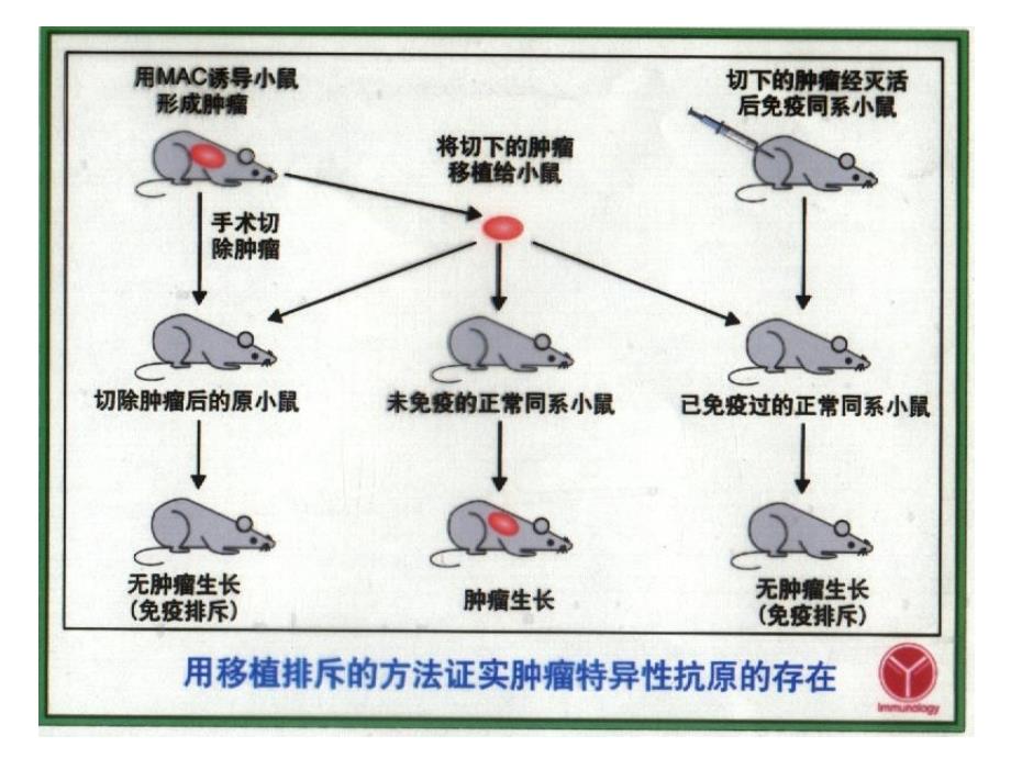 免疫学-18 肿瘤免疫(复旦)_第4页