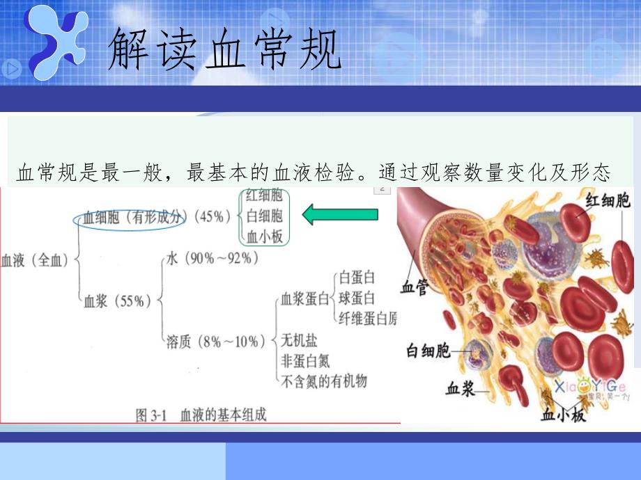 常见化验项目正常参考值及临床意义_第3页