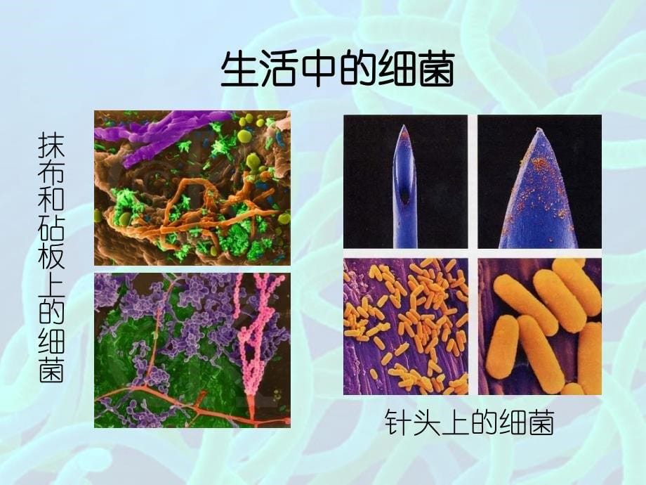 八年级生物细菌和真菌的分布_第5页