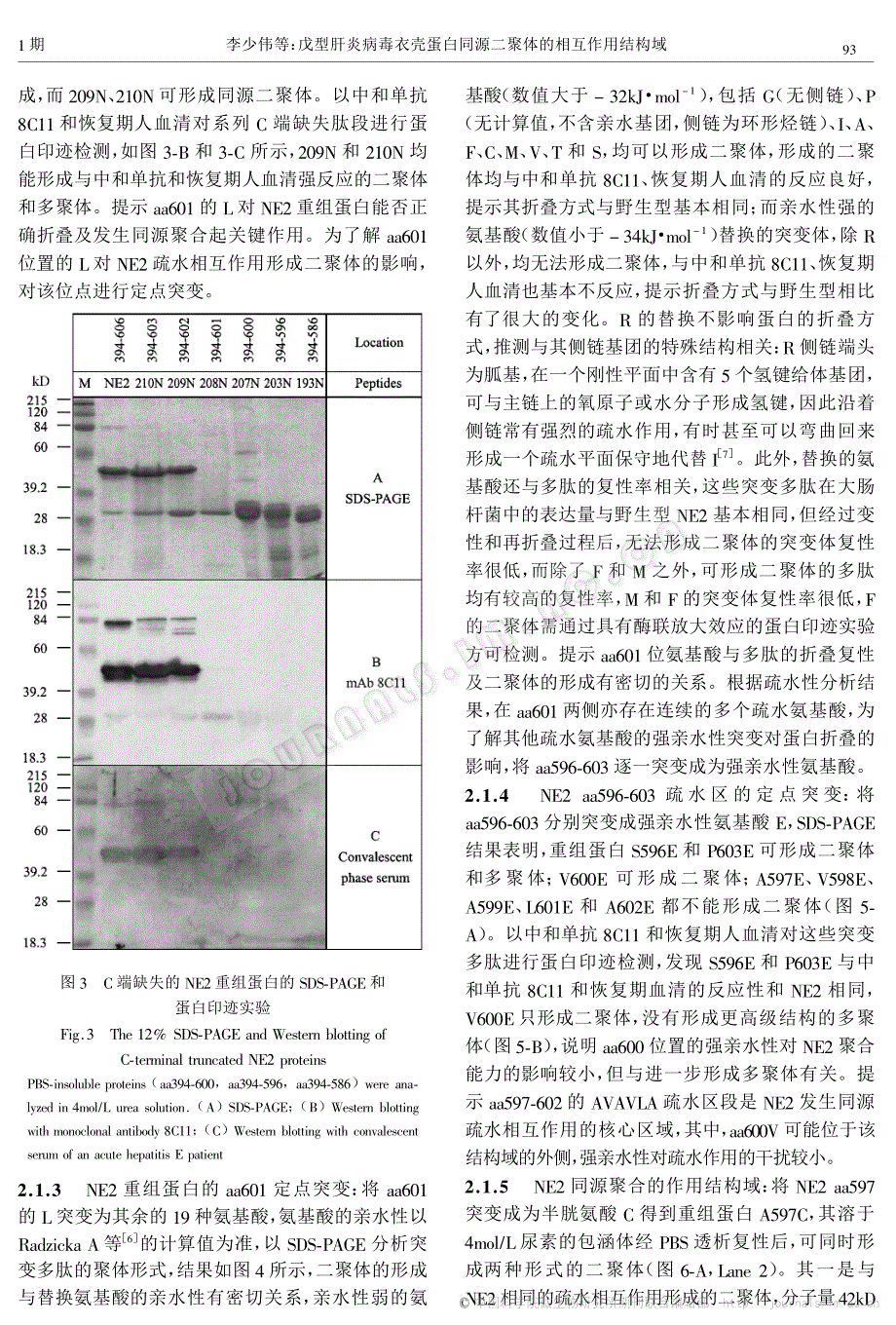戊型肝炎病毒衣壳蛋白同源二聚体的相互作用结构域_第4页