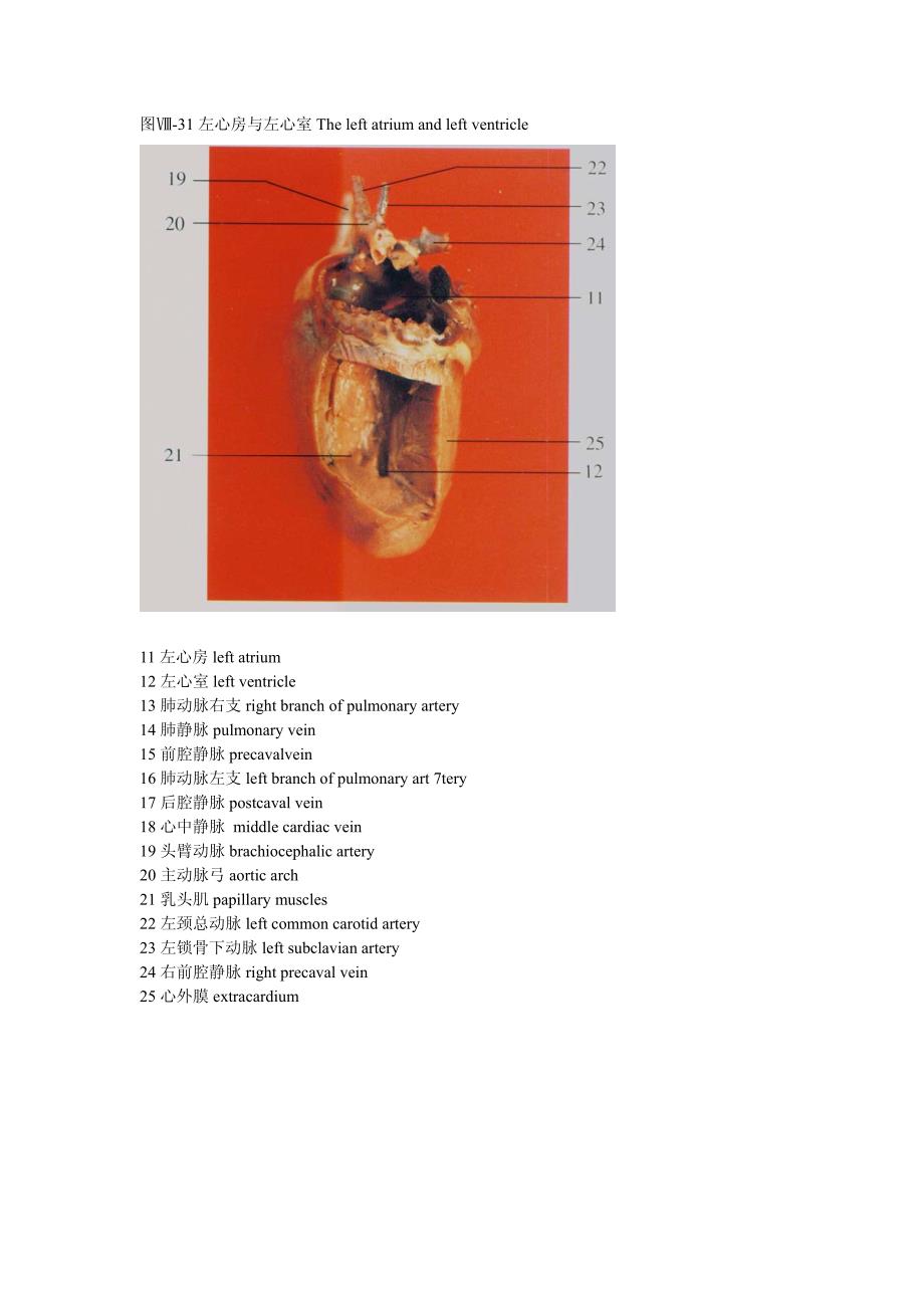 大鼠解剖-17_第1页