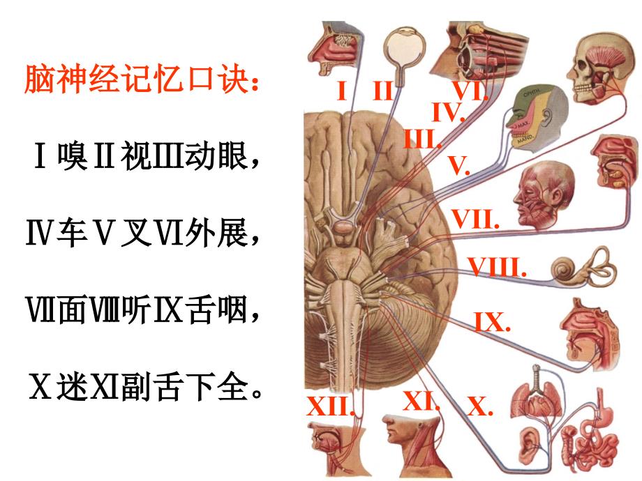 23脑神经 解剖学_第3页