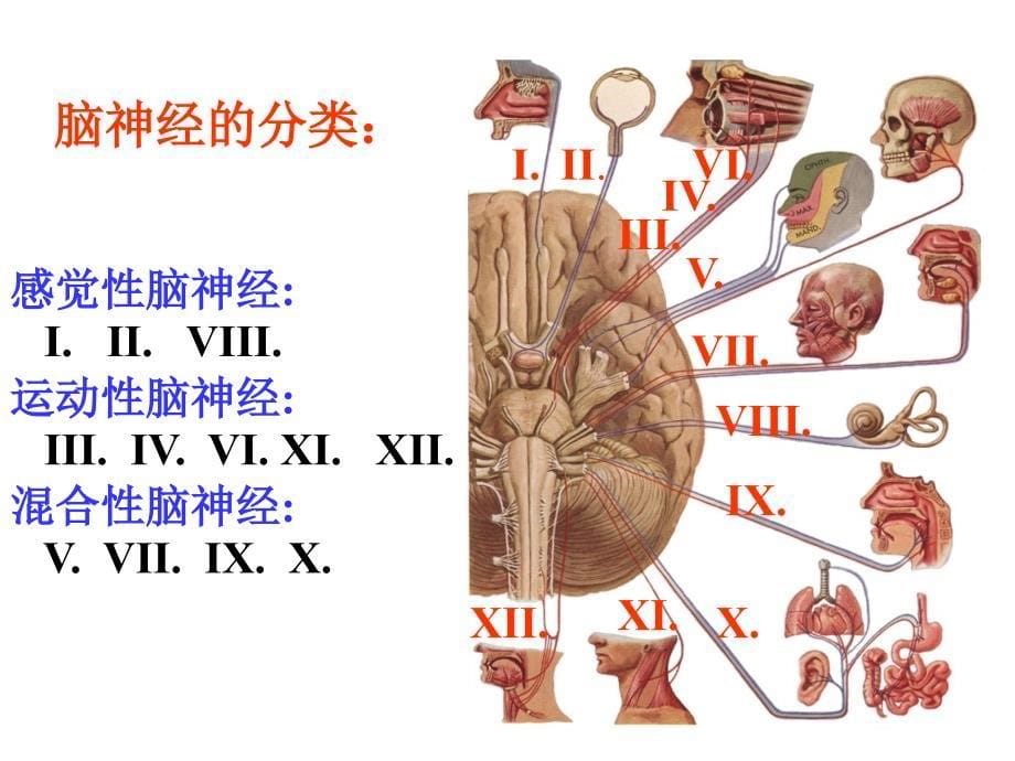 23脑神经 解剖学_第5页