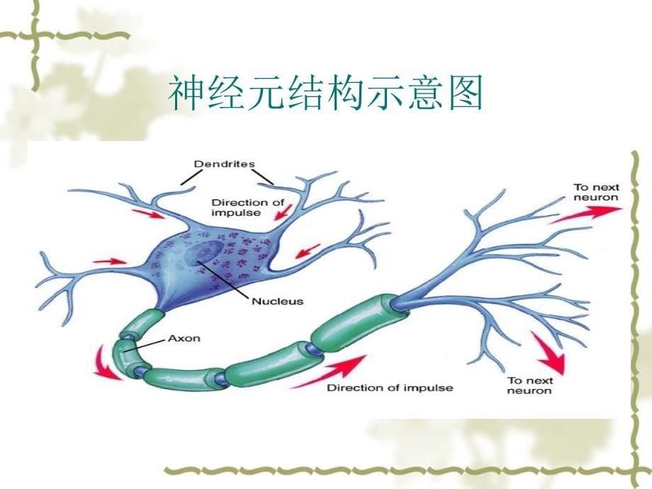 周围神经病-谷绍娟_第5页