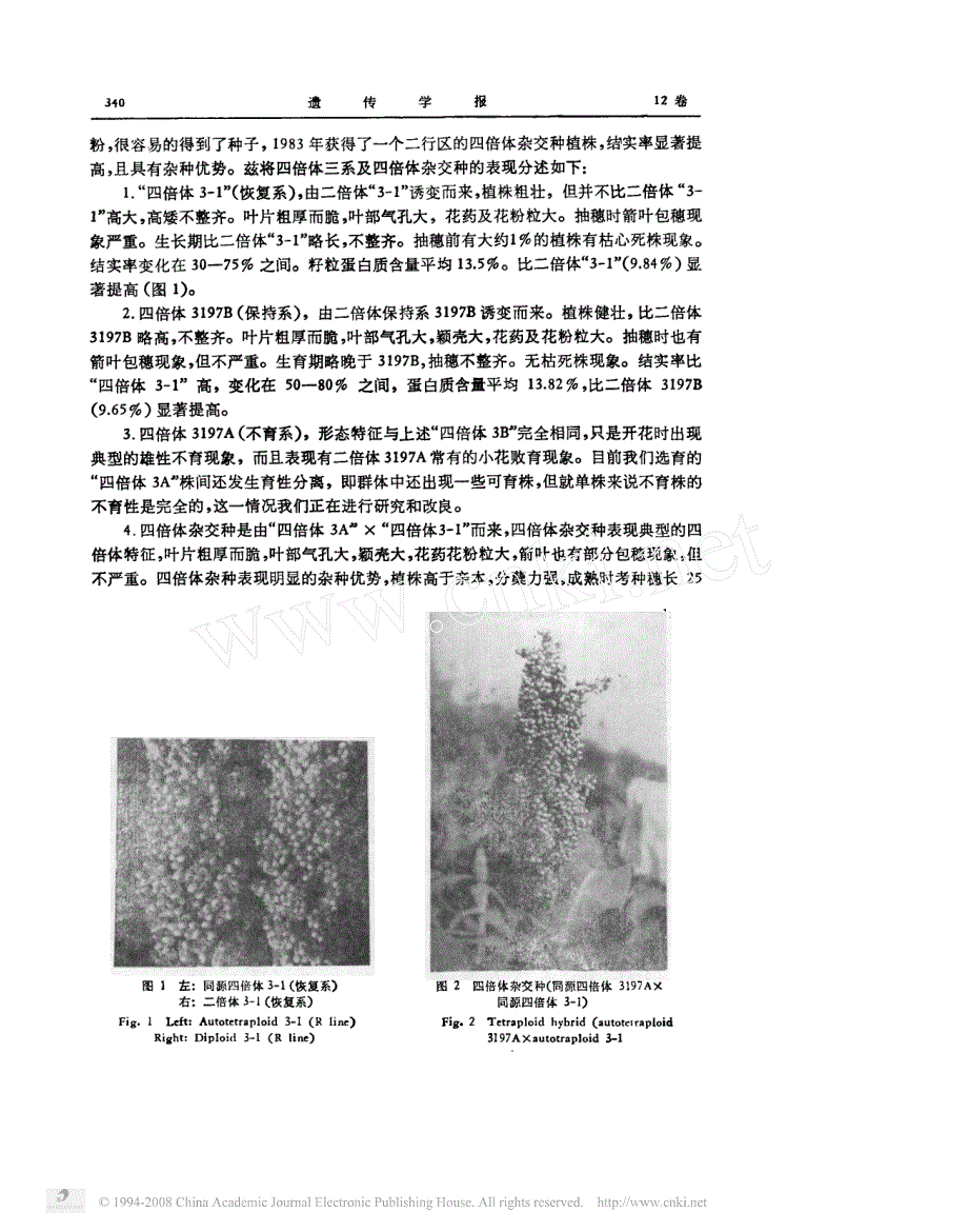 高粱同源四倍体及四倍体杂交种_第2页