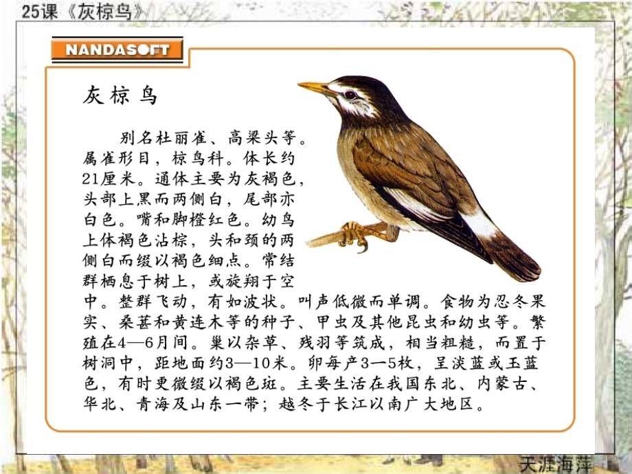 这是一位爱鸟的姑娘,她17岁那年随父亲在黑龙江扎龙自然_第3页