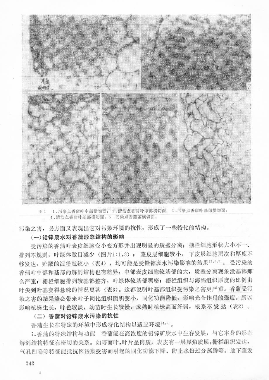 净化污水植物香蒲形态解剖特征的比较研究_第3页