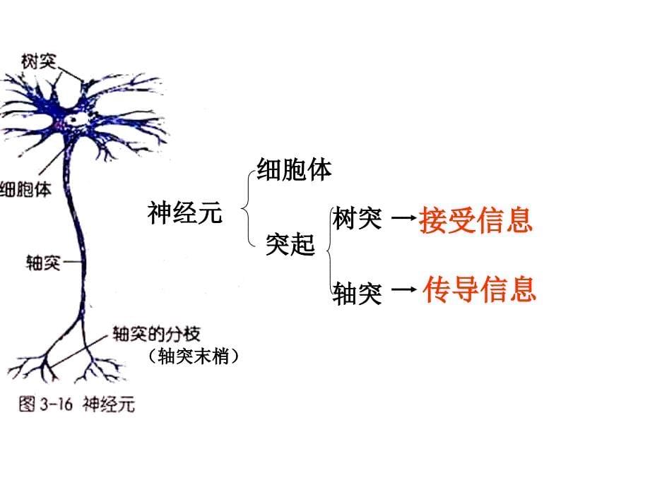 神经调节1--浙教版_第5页