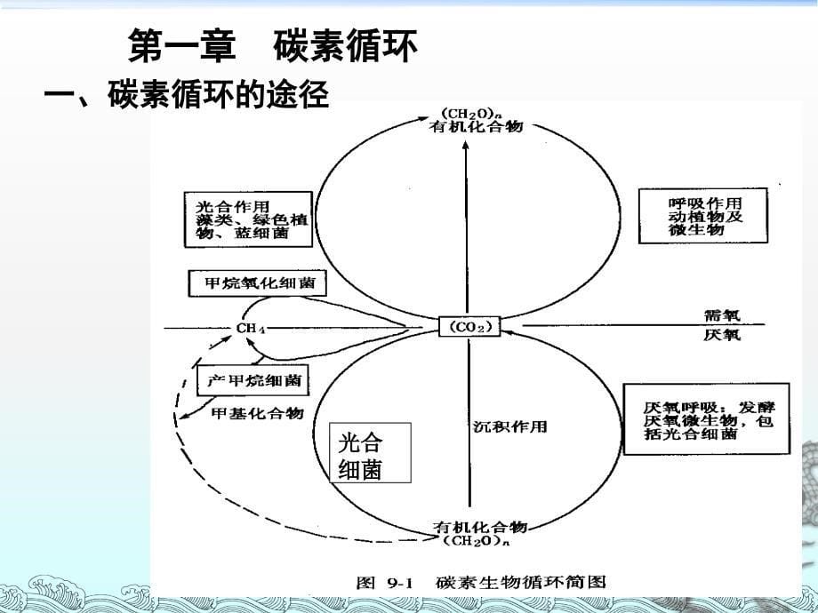 微生物在土壤物质循环中的作用_第5页