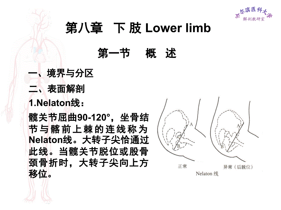 临床医学五年制局部解剖学课件下肢ppt_第1页