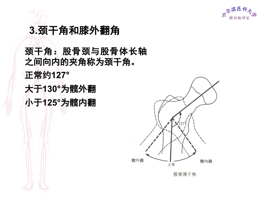 临床医学五年制局部解剖学课件下肢ppt_第3页