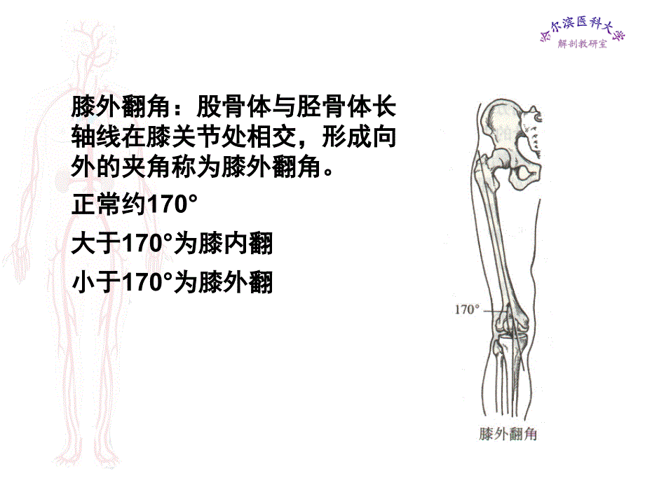 临床医学五年制局部解剖学课件下肢ppt_第4页