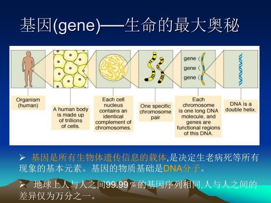 医学类-关爱健康从基因开始_第5页