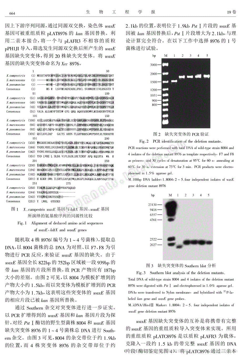 野油菜黄单胞菌野油菜致病变种中一个与EPS合成有关的新基因的鉴定_第4页