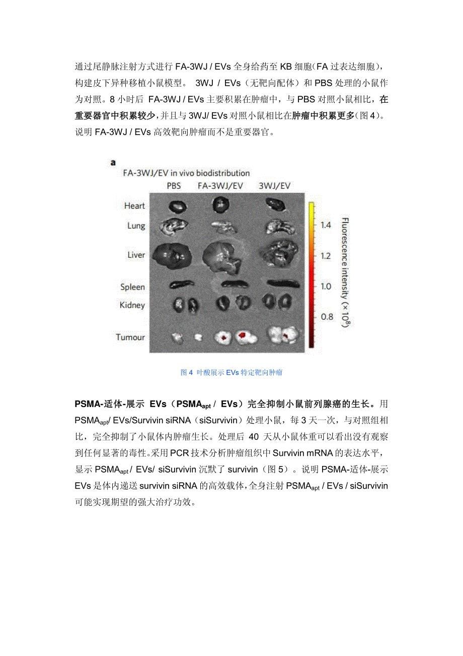 美国俄亥俄州立大学研发出一种“纳米RNA颗粒”,为囊泡穿上“肿瘤探测外衣”,实现高效特异的分子递送_第5页