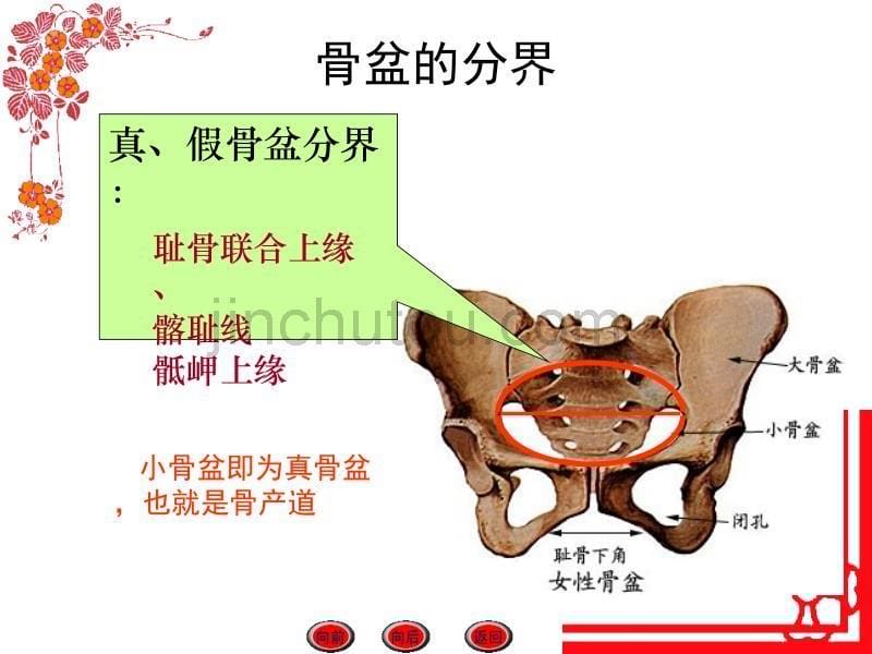 女性生殖系统解剖(护)_第5页