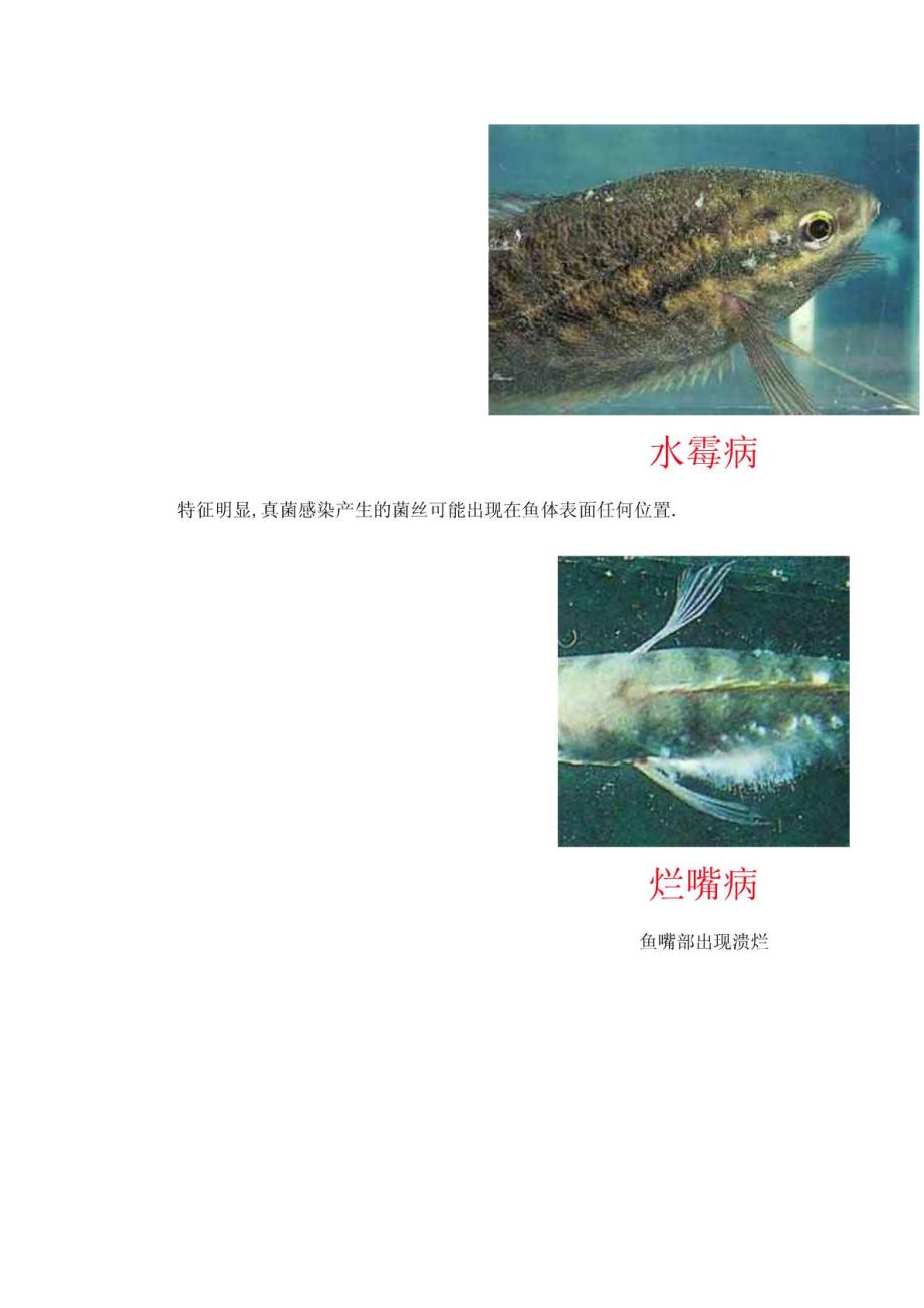 常见鱼病图片及防治方法(1)_第2页