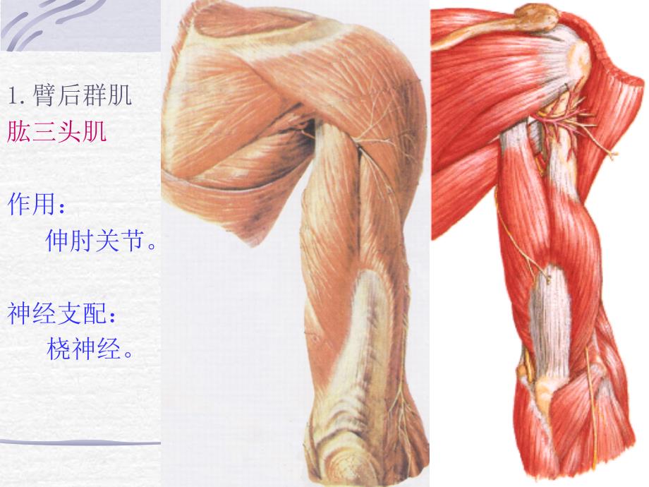 12臂后区、前臂后区深层和手背的解剖_第3页