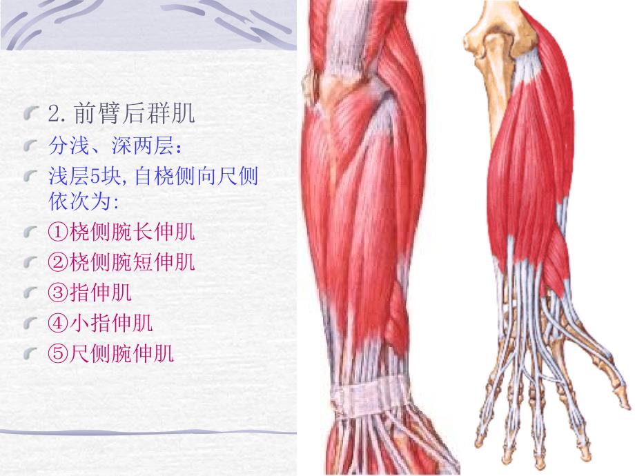 12臂后区、前臂后区深层和手背的解剖_第4页