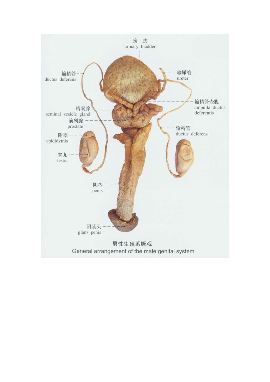 人体解剖--男女生殖系统实物图_第1页