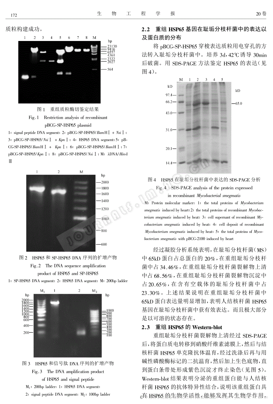 sp-hsp65的构建及人结核杆菌hsp65的表达_第3页