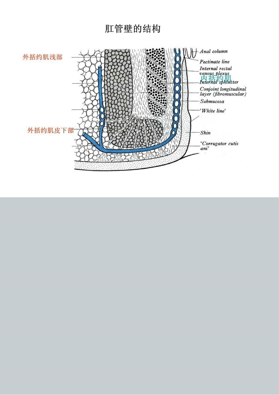 01饶志仁教授讲解剖之—膀胱和直肠的神经支配与临床_第5页