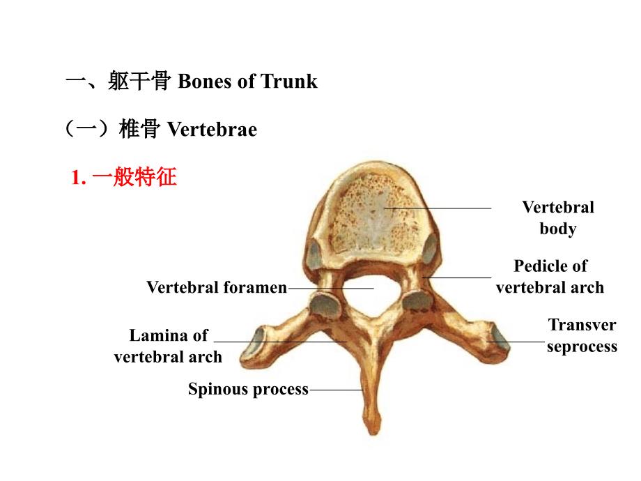 躯干骨、关节、肌及胸腹壁层次结构_第2页